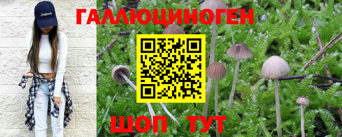 Псилоцибиновые грибы Psilocybe  Вход с VPN  где найти   Изобильный 